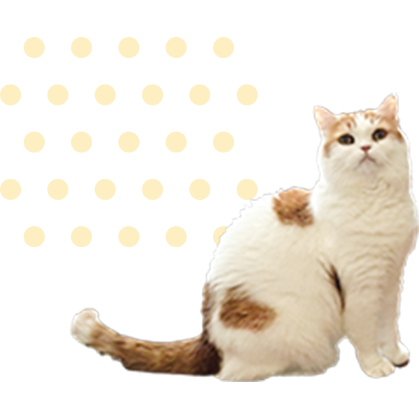 猫の写真01