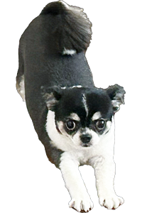 犬の写真01