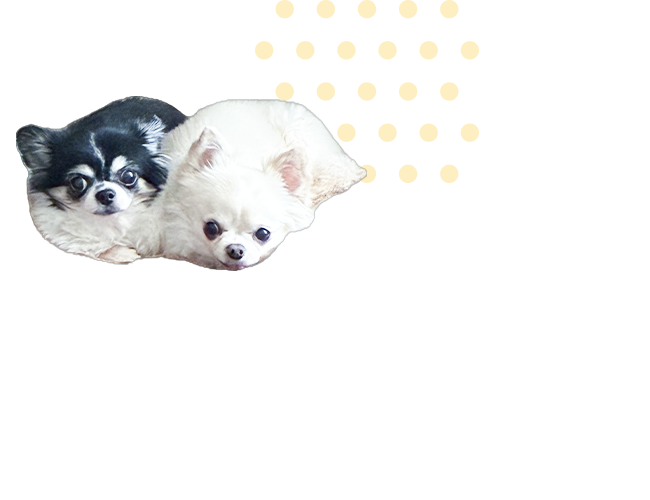 装飾（犬の写真と黄色い水玉）