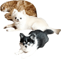 犬